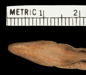 Media type: image; Herpetology R-38940